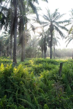 Güneş ışığının parlak manzarası palmiye yağı çiftliğine ışıldıyor.. 