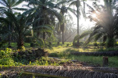 Güneş ışığının parlak manzarası palmiye yağı çiftliğine ışıldıyor.. 