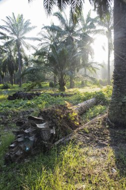 Güneş ışığının parlak manzarası palmiye yağı çiftliğine ışıldıyor.. 