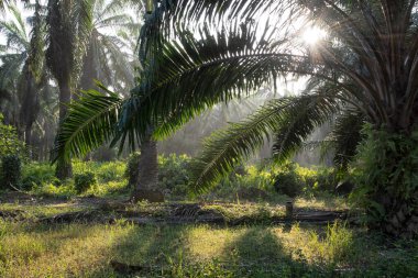 Güneş ışığının parlak manzarası palmiye yağı çiftliğine ışıldıyor.. 