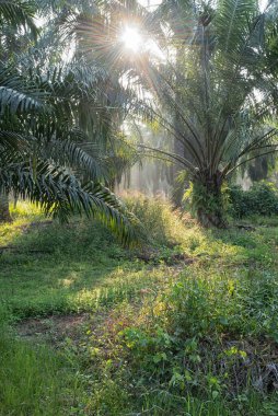 Güneş ışığının parlak manzarası palmiye yağı çiftliğine ışıldıyor.. 
