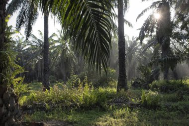 Güneş ışığının parlak manzarası palmiye yağı çiftliğine ışıldıyor.. 