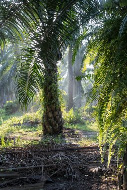 Güneş ışığının parlak manzarası palmiye yağı çiftliğine ışıldıyor.. 