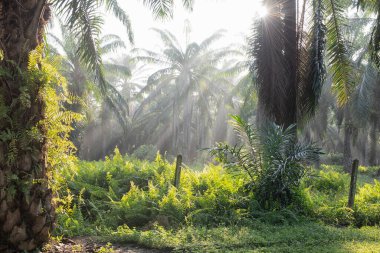 Güneş ışığının parlak manzarası palmiye yağı çiftliğine ışıldıyor.. 