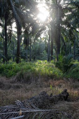 Güneş ışığının parlak manzarası palmiye yağı çiftliğine ışıldıyor.. 
