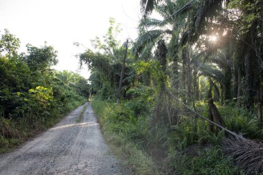 Güneş ışığının parlak manzarası palmiye yağı çiftliğine ışıldıyor.. 