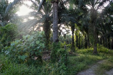 Güneş ışığının parlak manzarası palmiye yağı çiftliğine ışıldıyor.. 