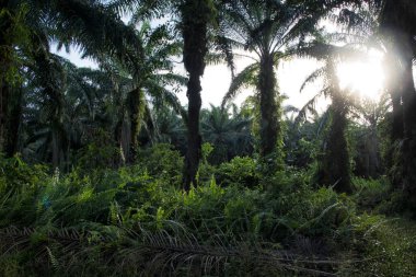Güneş ışığının parlak manzarası palmiye yağı çiftliğine ışıldıyor.. 
