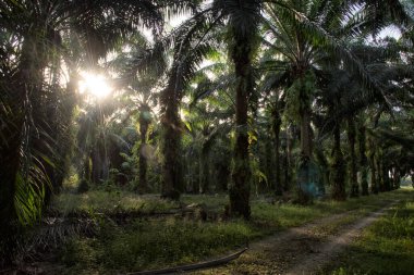 Güneş ışığının parlak manzarası palmiye yağı çiftliğine ışıldıyor.. 