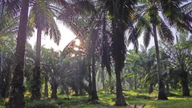 Parlak güneş ışığı palmiye yağı tarlasına ışıldıyor. 