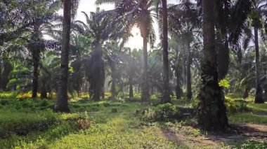 Parlak güneş ışığı palmiye yağı tarlasına ışıldıyor. 