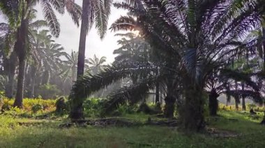 Parlak güneş ışığı palmiye yağı tarlasına ışıldıyor. 