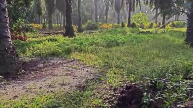 Parlak güneş ışığı palmiye yağı tarlasına ışıldıyor. 