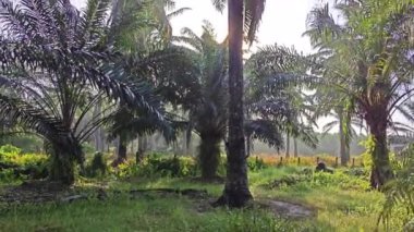 Parlak güneş ışığı palmiye yağı tarlasına ışıldıyor. 