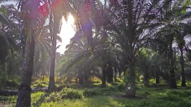Parlak güneş ışığı palmiye yağı tarlasına ışıldıyor. 