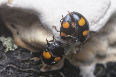 four spotted handsome fungus beetles crawling around the wild fungi sprout from the rotting tree trunk. clipart