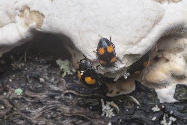 four spotted handsome fungus beetles crawling around the wild fungi sprout from the rotting tree trunk. clipart