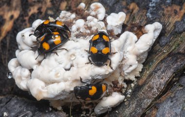 four spotted handsome fungus beetles crawling around the wild fungi sprout from the rotting tree trunk. clipart