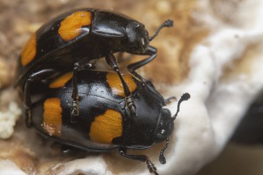 four spotted handsome fungus beetles crawling around the wild fungi sprout from the rotting tree trunk. clipart