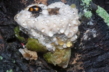 four spotted handsome fungus beetles crawling around the wild fungi sprout from the rotting tree trunk. clipart