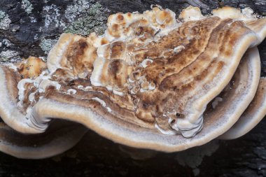 Yenilemez vahşi mantar parantezinin doku ve deseninin makro görüntüsü.