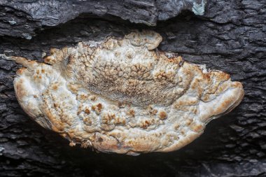 Yenilemez vahşi mantar parantezinin doku ve deseninin makro görüntüsü.