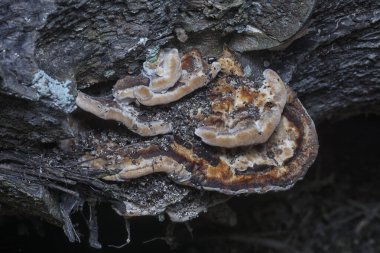 macro image of the texture and pattern of the inedible wild fungus bracket. clipart