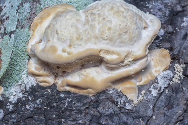 Yenilemez vahşi mantar parantezinin doku ve deseninin makro görüntüsü.