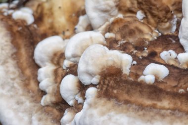 macro image of the texture and pattern of the inedible wild fungus bracket. clipart