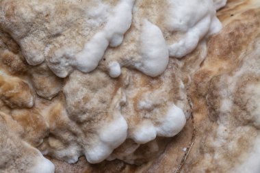 Yenilemez vahşi mantar parantezinin doku ve deseninin makro görüntüsü.