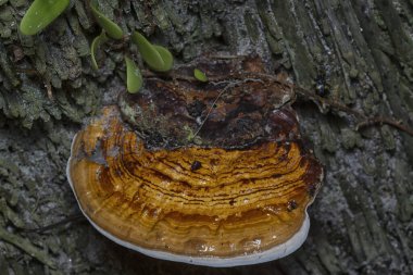 macro image of the texture and pattern of the inedible wild fungus bracket. clipart