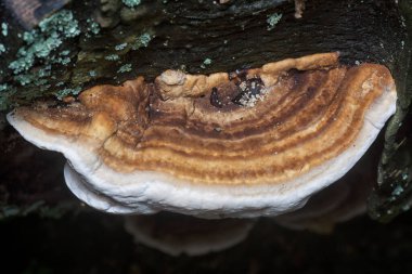 Yenilemez vahşi mantar parantezinin doku ve deseninin makro görüntüsü.