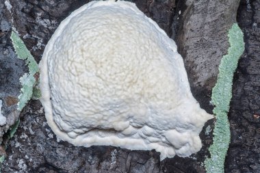 macro image of the texture and pattern of the inedible wild fungus bracket. clipart