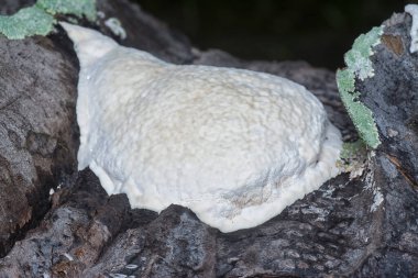 Yenilemez vahşi mantar parantezinin doku ve deseninin makro görüntüsü.