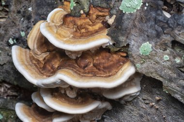 macro image of the texture and pattern of the inedible wild fungus bracket. clipart