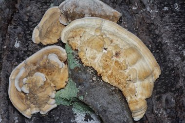 Yenilemez vahşi mantar parantezinin doku ve deseninin makro görüntüsü.