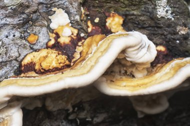 Yenilemez vahşi mantar parantezinin doku ve deseninin makro görüntüsü.