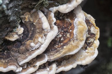 Yenilemez vahşi mantar parantezinin doku ve deseninin makro görüntüsü.