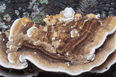 Yenilemez vahşi mantar parantezinin doku ve deseninin makro görüntüsü.