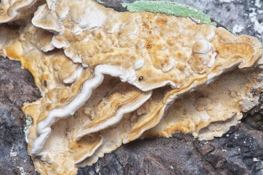 Yenilemez vahşi mantar parantezinin doku ve deseninin makro görüntüsü.