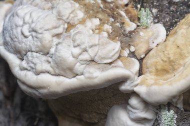 Yenilemez vahşi mantar parantezinin doku ve deseninin makro görüntüsü.