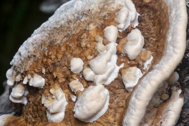 Yenilemez vahşi mantar parantezinin doku ve deseninin makro görüntüsü.