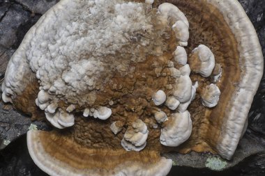 Yenilemez vahşi mantar parantezinin doku ve deseninin makro görüntüsü.