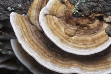 macro image of the texture and pattern of the inedible wild fungus bracket. clipart