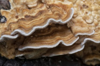 Yenilemez vahşi mantar parantezinin doku ve deseninin makro görüntüsü.