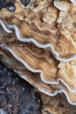 macro image of the texture and pattern of the inedible wild fungus bracket. clipart