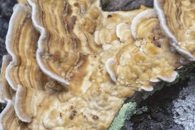 Yenilemez vahşi mantar parantezinin doku ve deseninin makro görüntüsü.