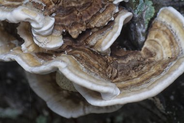 Yenilemez vahşi mantar parantezinin doku ve deseninin makro görüntüsü.