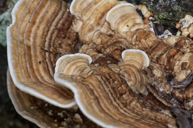 Yenilemez vahşi mantar parantezinin doku ve deseninin makro görüntüsü.