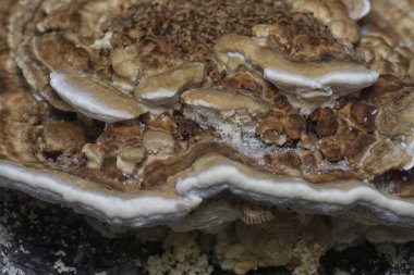 macro image of the texture and pattern of the inedible wild fungus bracket. clipart